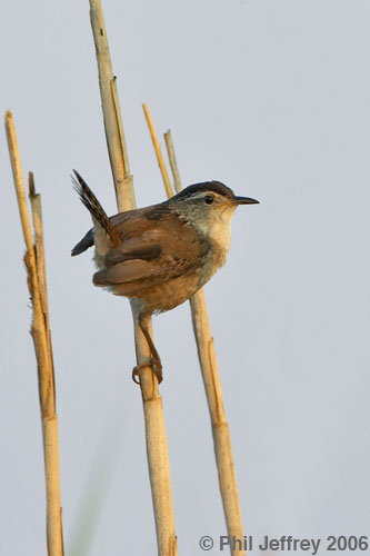 Marsh Wren