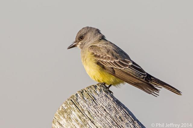Cassin's Kingbird