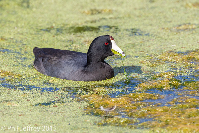 American Coot