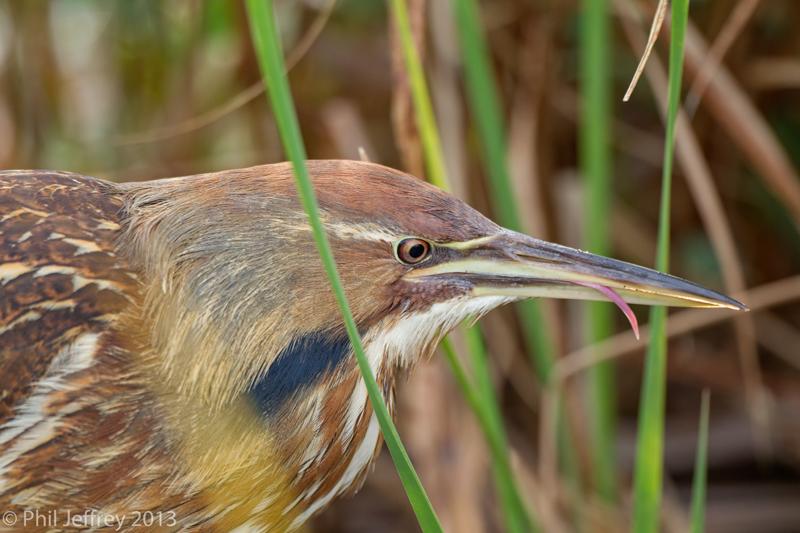 American Bittern