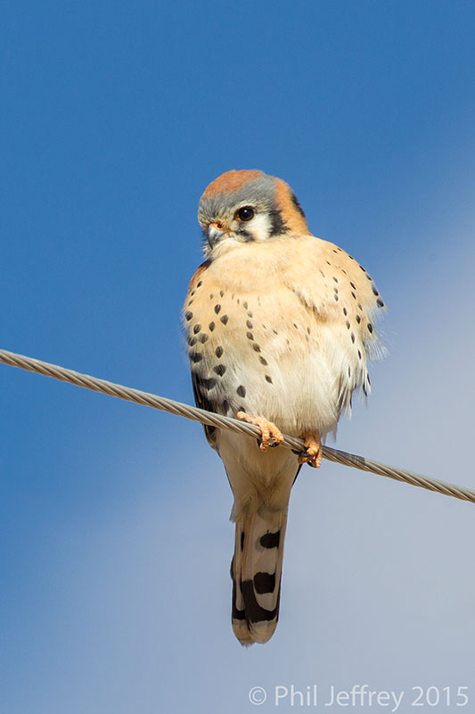 American Kestrel