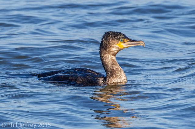 Great Cormorant