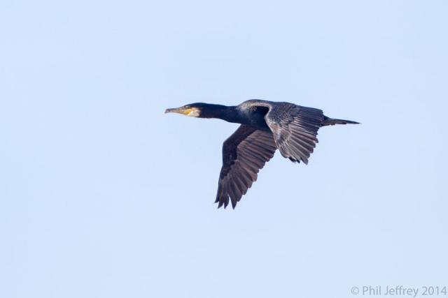 Great Cormorant in flight