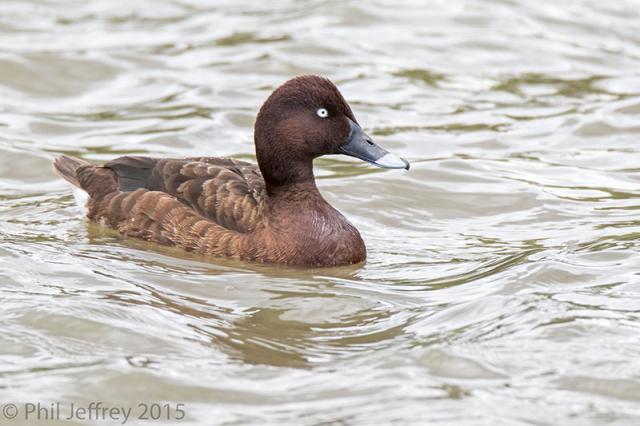 White-eyed Duck