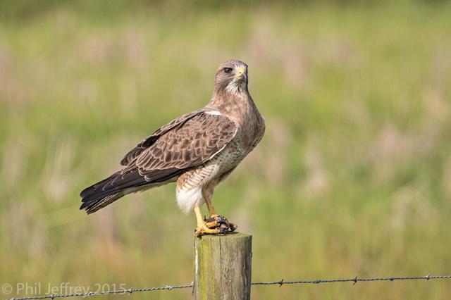 Swainson's Hawk