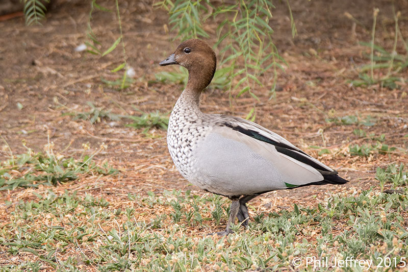 Maned Duck