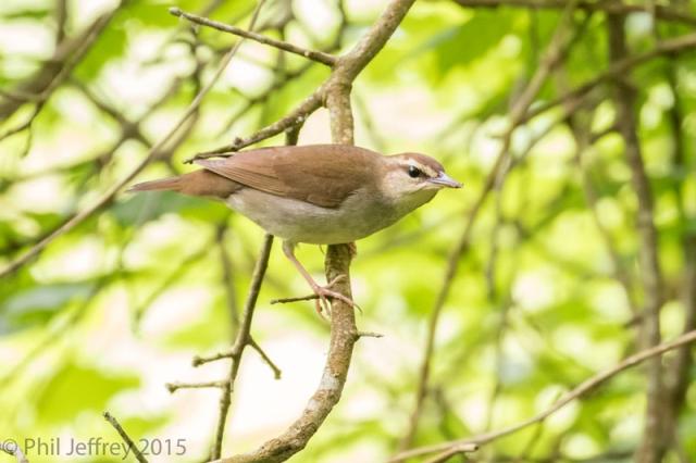 Swainson's Warbler