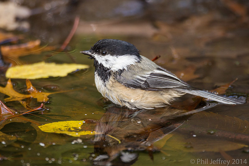 Black-capped Chickadee