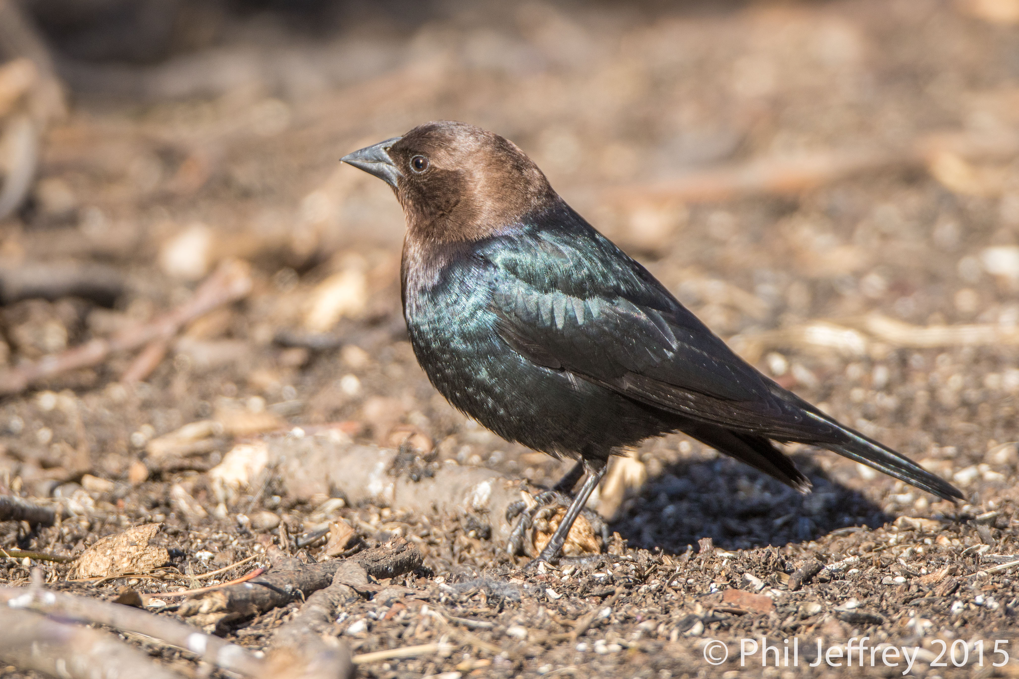 Brown-headed Cowbird
