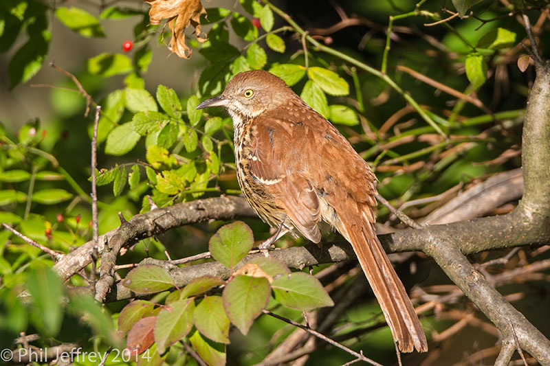 Brown Thrasher