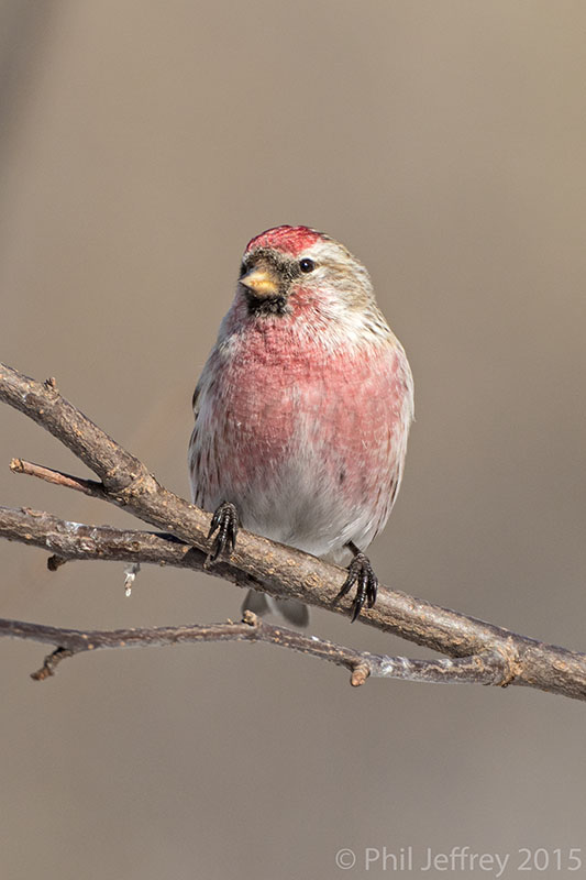 Common Redpoll