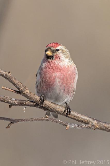 Common Redpoll