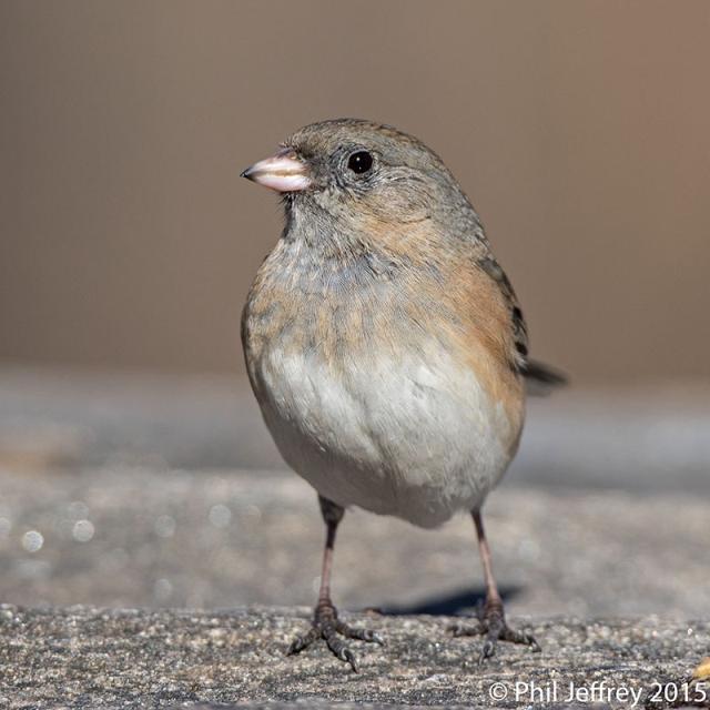 Dark-eyed Junco immature female