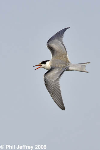 Common Tern