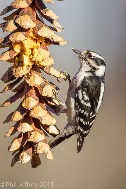 Downy Woodpecker