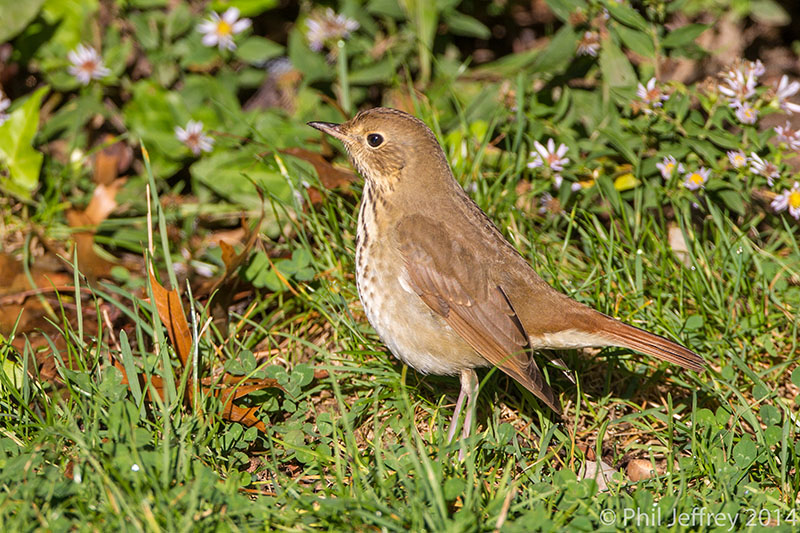 Hermit Thrush