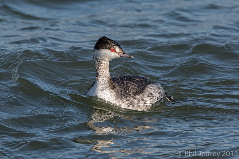 Horned Grebe