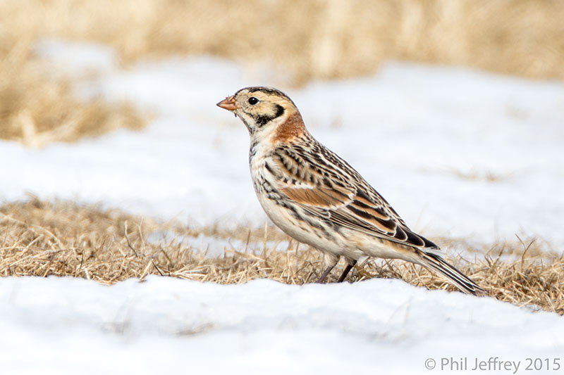 Lapland Longspur