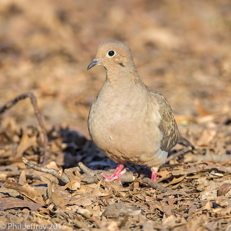 Mourning Dove