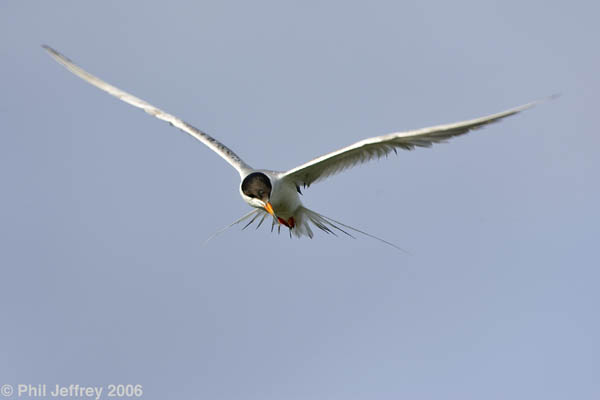 Forster's Tern