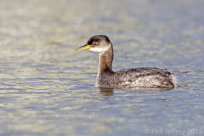 Red-necked Grebe