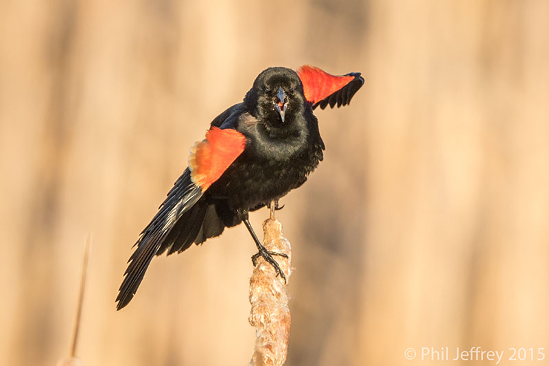 Red-winged Blackbird displaying