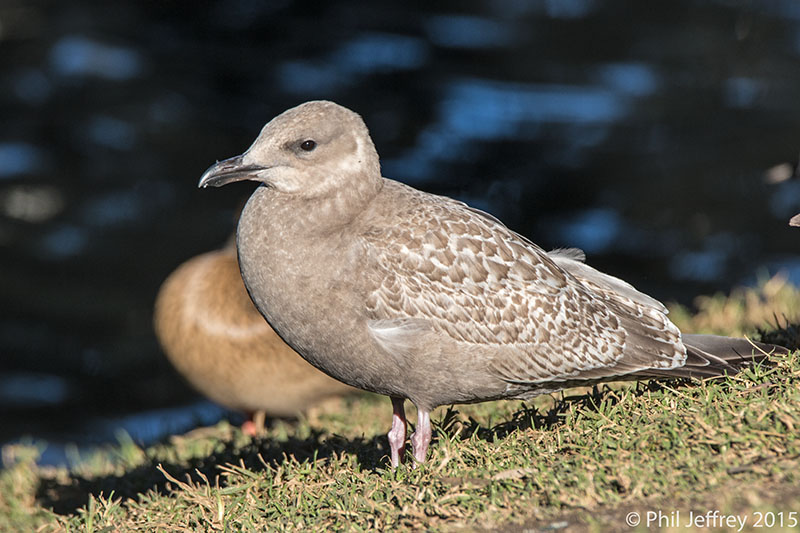 Thayers Gull