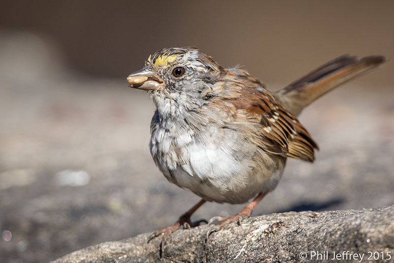White-throated Sparrow