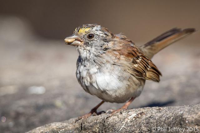 White-throated Sparrow