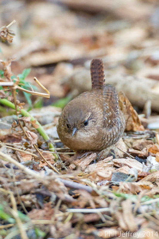 Winter Wren