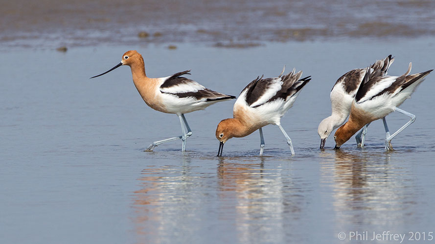 American Avocet