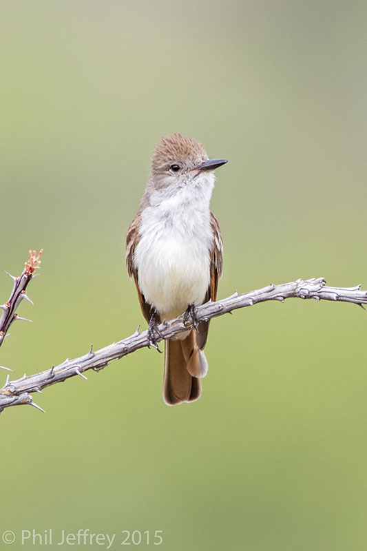 Ash-throated Flycatcher
