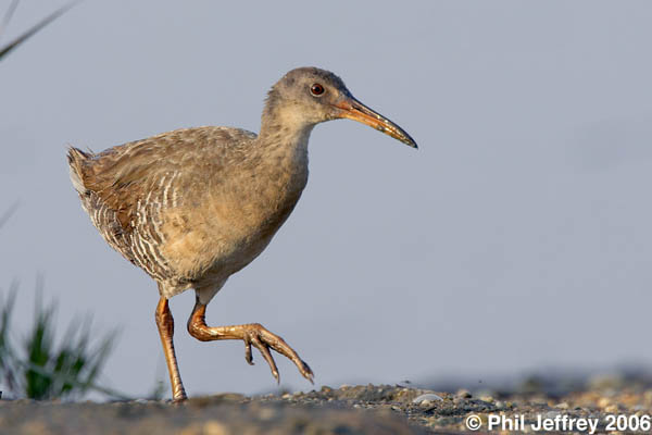 Clapper Rail