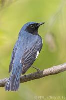 Black-throated Blue Warbler