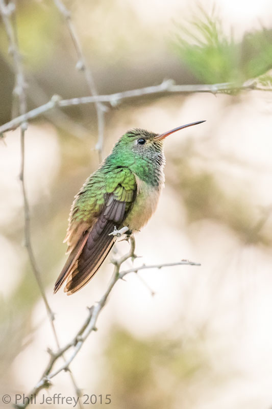 Buff-bellied Hummingbird