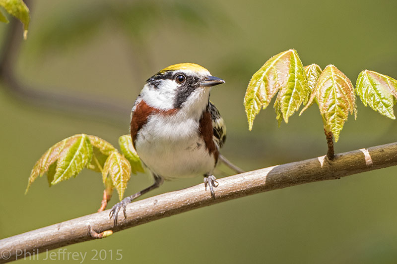 Chestnut-sided Warbler