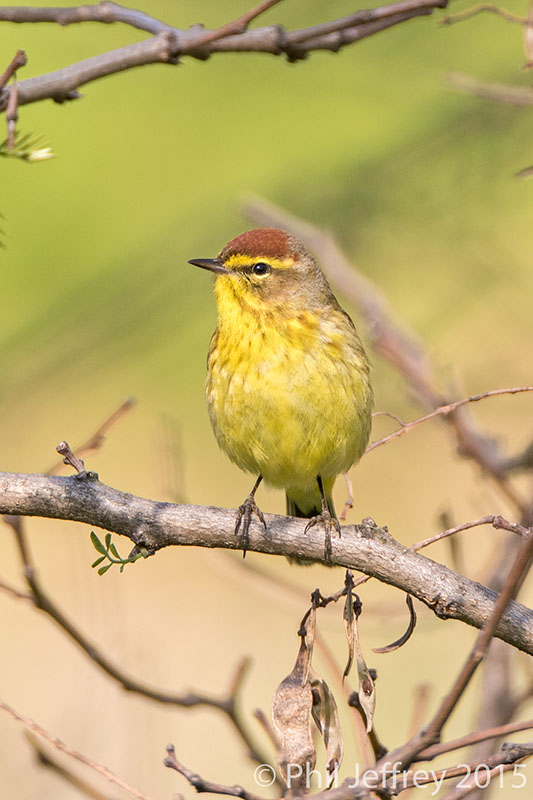 Palm Warbler