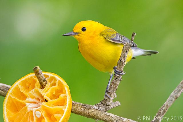 Prothonotary Warbler