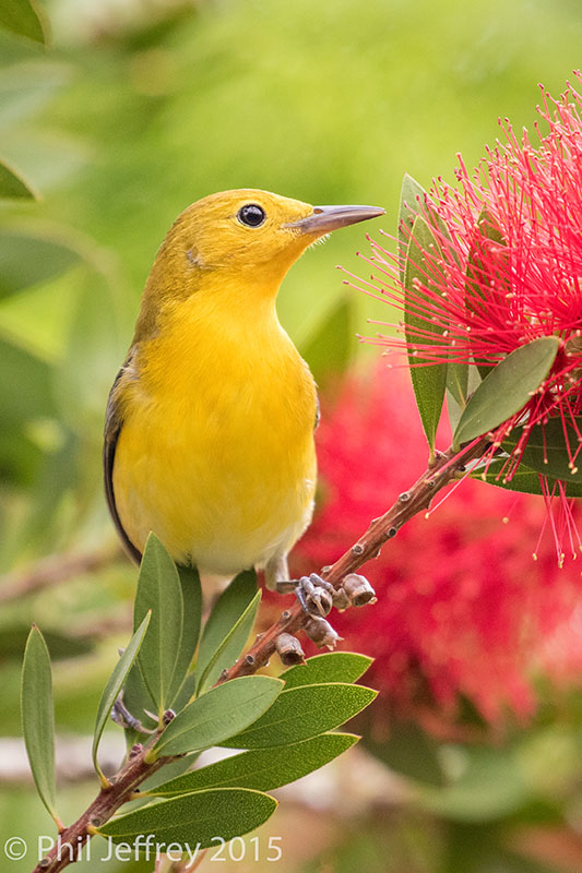 Prothonotary Warbler