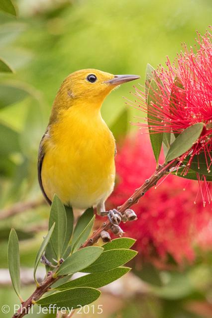 Prothonotary Warbler