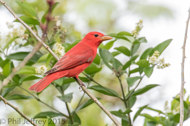 Summer Tanager