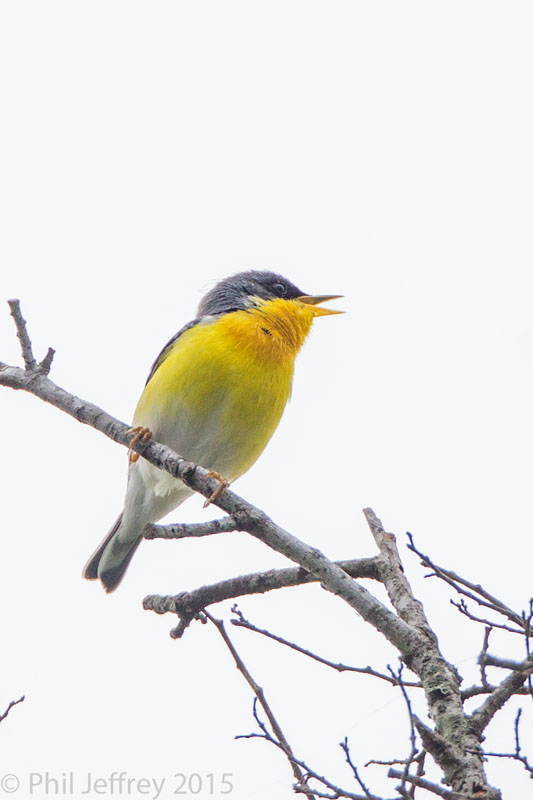 Tropical Parula