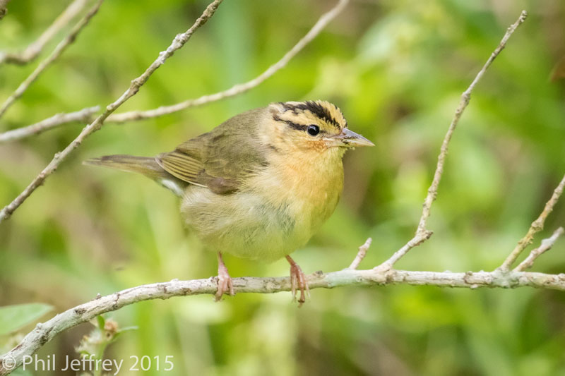 Worm-eating Warbler