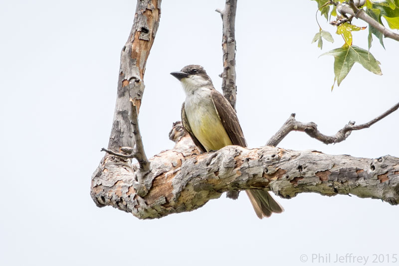 Thick-billed Kingbird