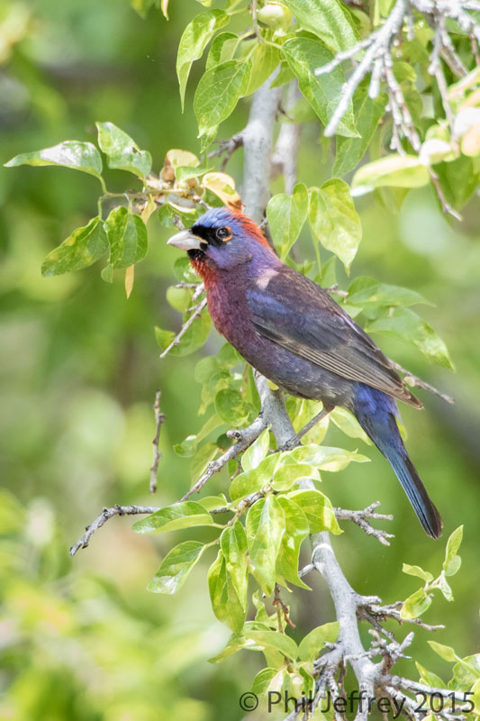 Varied Bunting