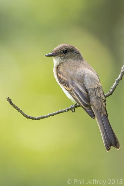 Eastern Phoebe