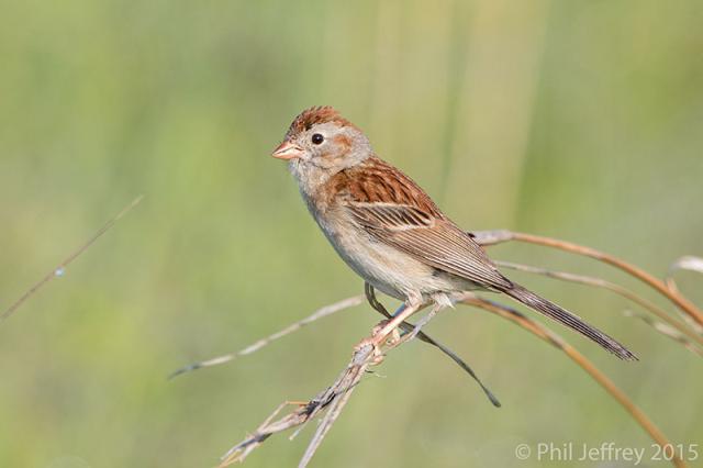 Field Sparrow