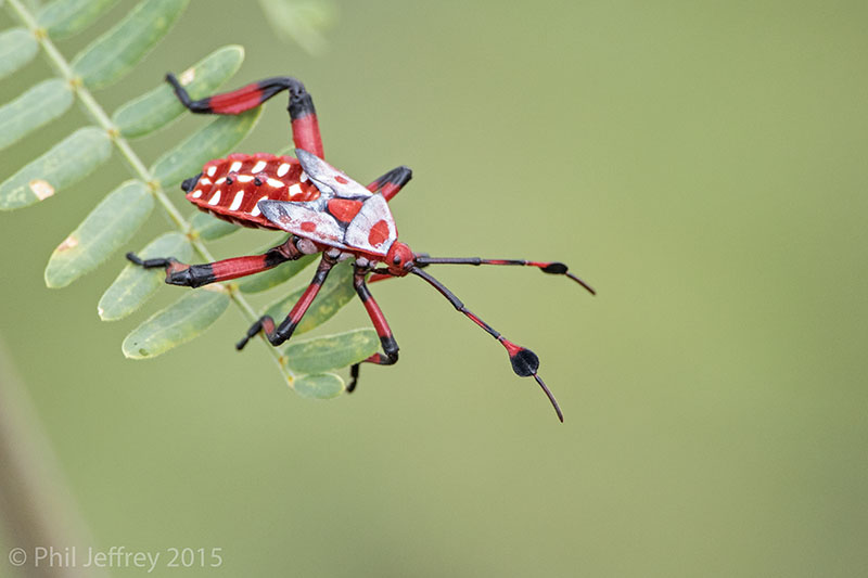 Giant Mesquite Bug nymph