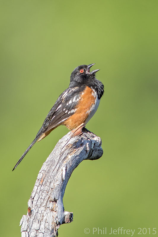 Spotted Towhee