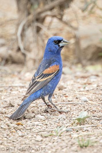 Blue Grosbeak